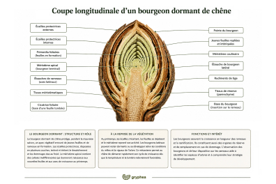 Coupe longitudinale d'un bourgeon dormant de chêne